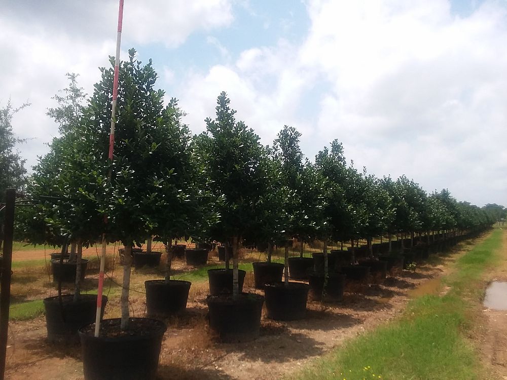 ilex-nellie-r-stevens-holly