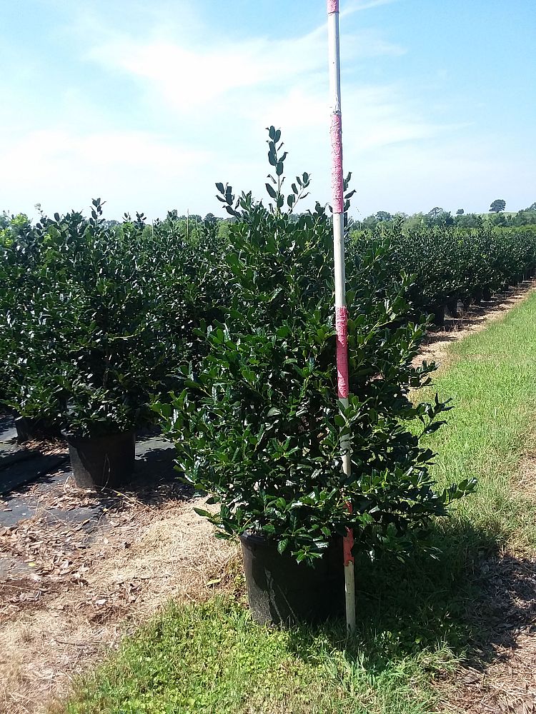 ilex-nellie-r-stevens-holly