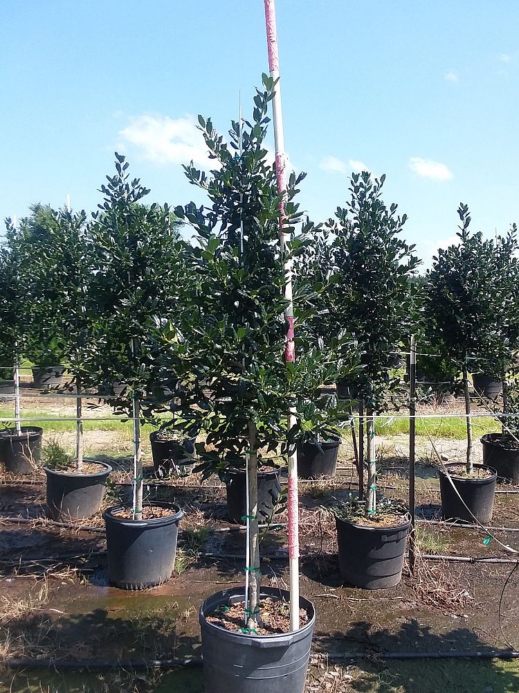 ilex-nellie-r-stevens-holly