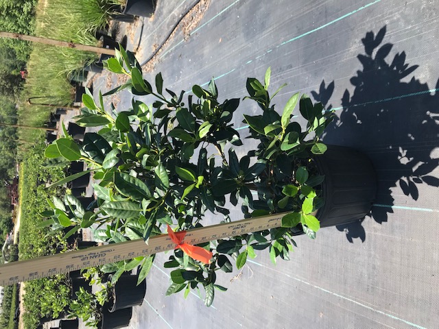 ilex-nellie-r-stevens-holly