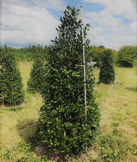 ilex-nellie-r-stevens-holly