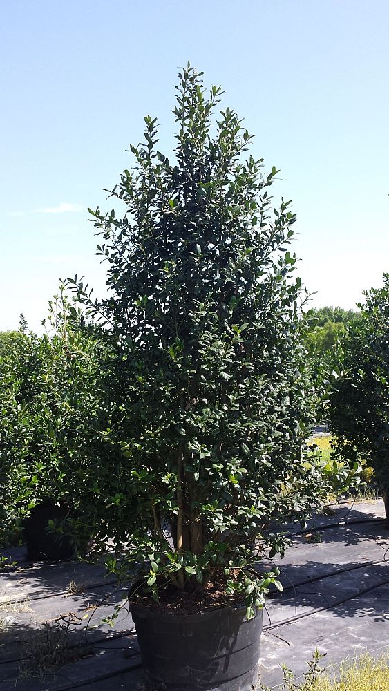ilex-nellie-r-stevens-holly