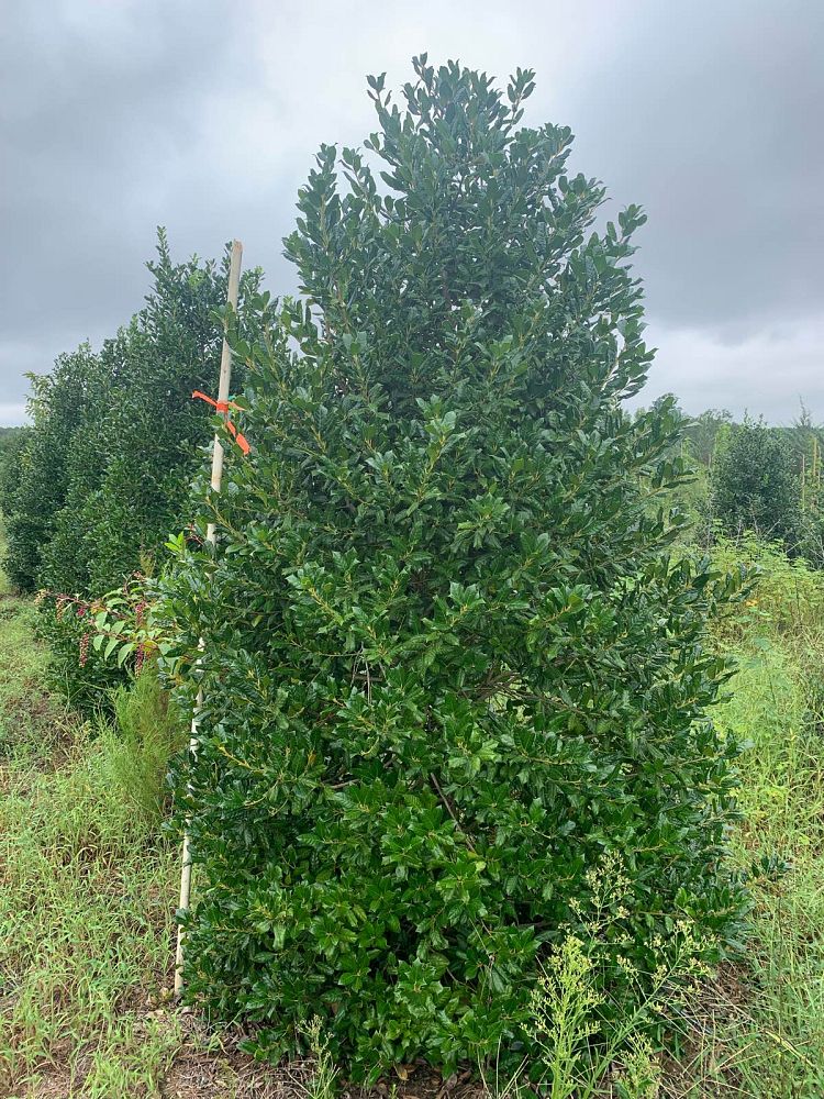 ilex-nellie-r-stevens-holly