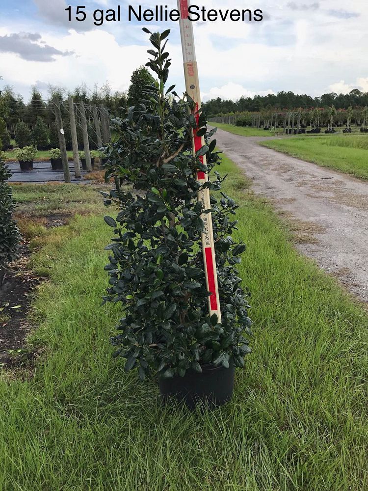 ilex-nellie-r-stevens-holly