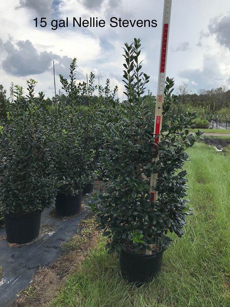 ilex-nellie-r-stevens-holly