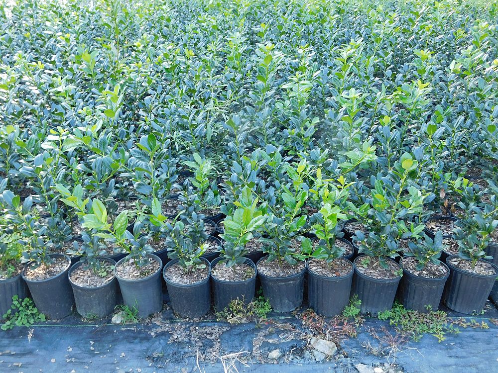 ilex-nellie-r-stevens-holly