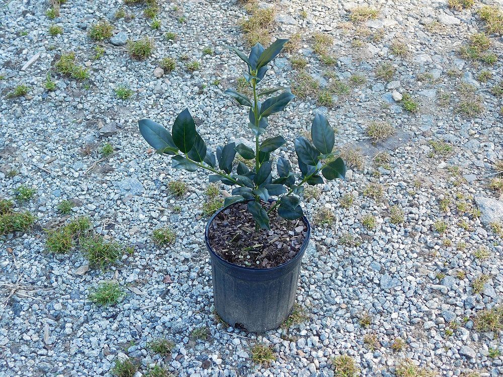 ilex-nellie-r-stevens-holly