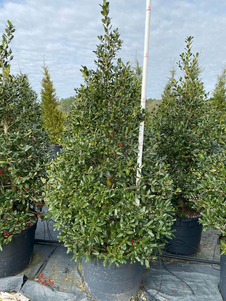 ilex-nellie-r-stevens-holly