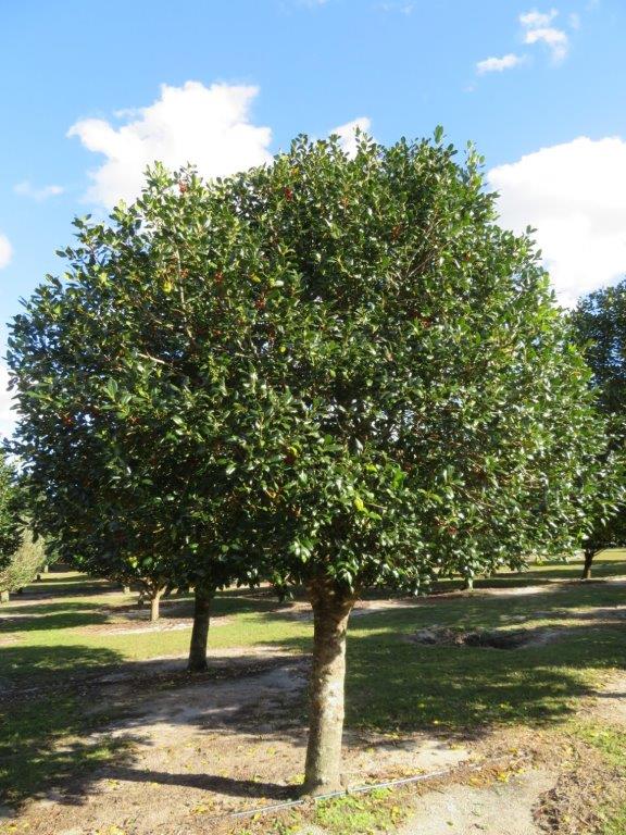 ilex-nellie-r-stevens-holly
