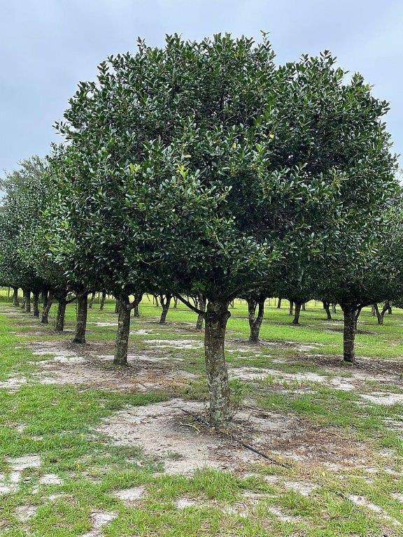 ilex-nellie-r-stevens-holly