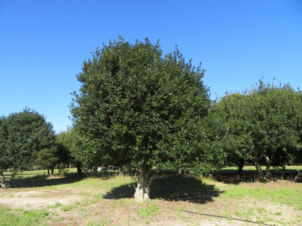ilex-nellie-r-stevens-holly