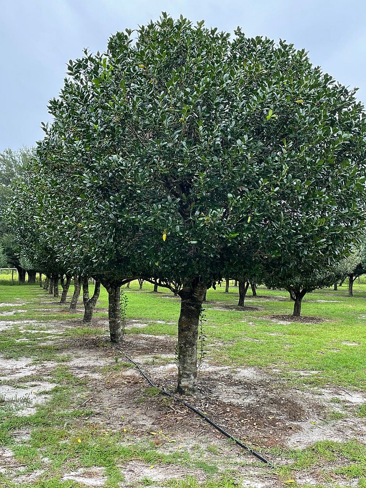 ilex-nellie-r-stevens-holly