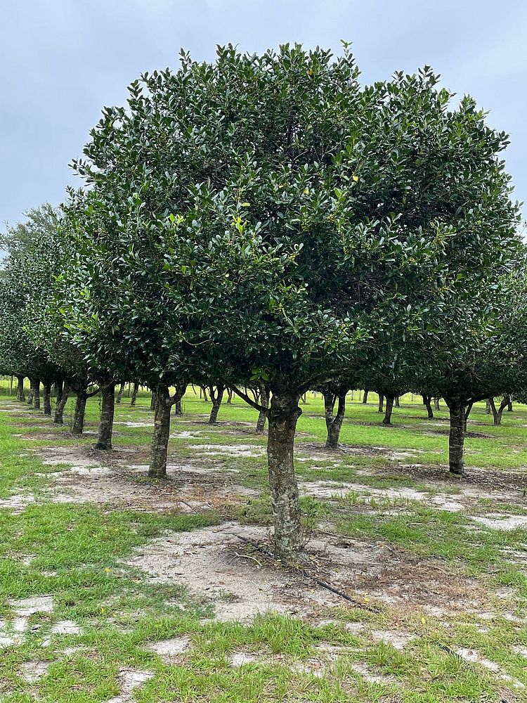ilex-nellie-r-stevens-holly