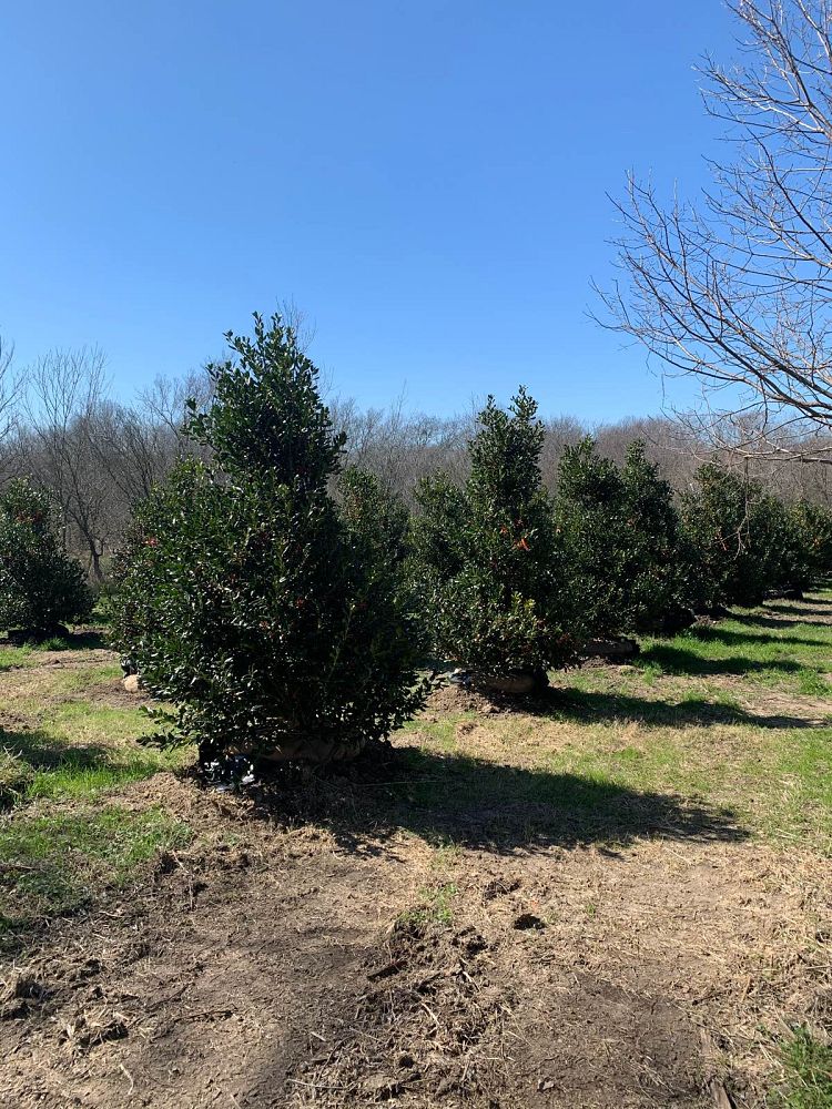 ilex-nellie-r-stevens-holly