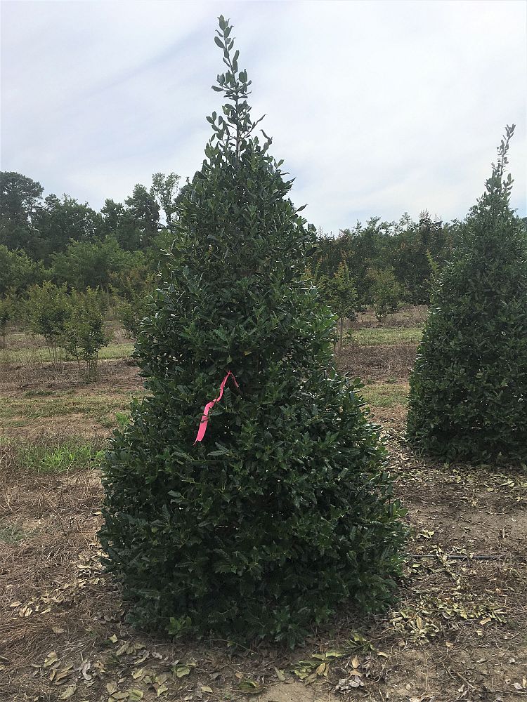 ilex-nellie-r-stevens-holly