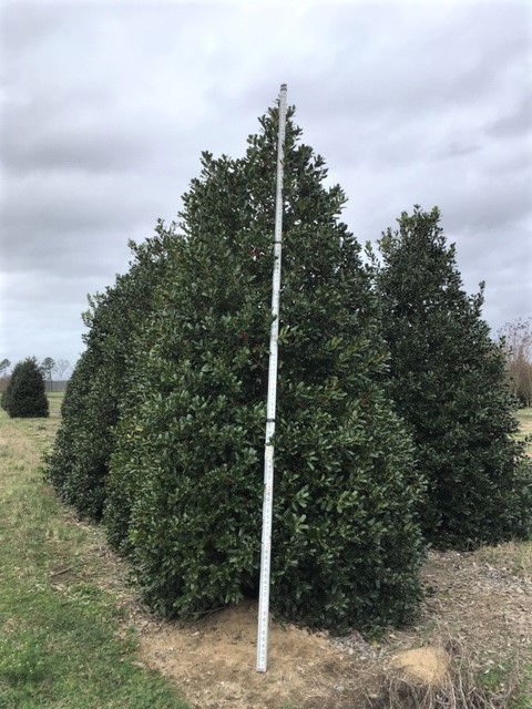 ilex-nellie-r-stevens-holly