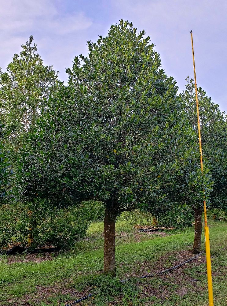 ilex-nellie-r-stevens-holly
