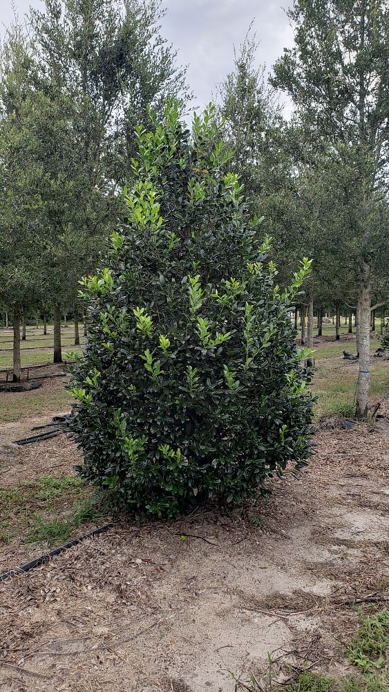 ilex-nellie-r-stevens-holly