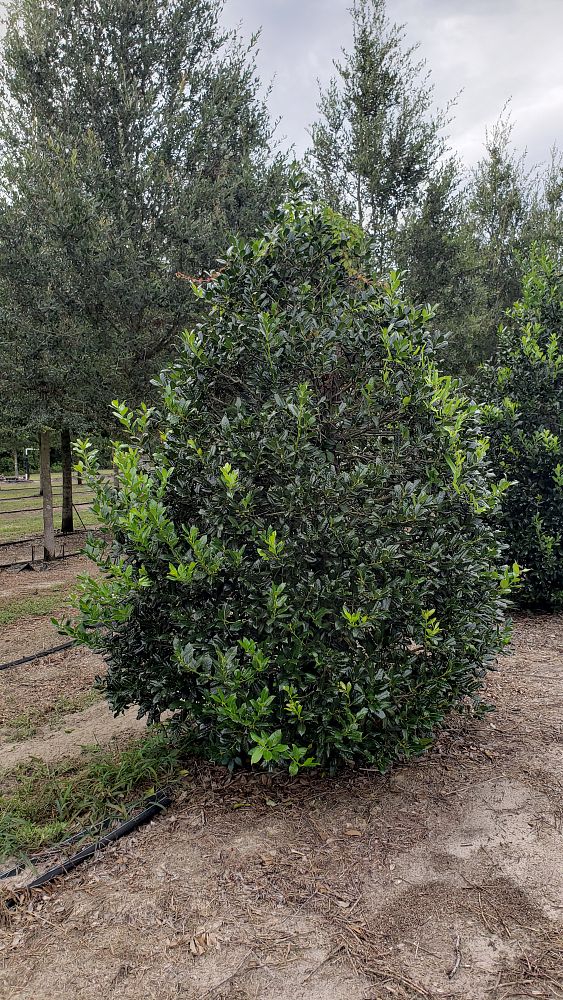 ilex-nellie-r-stevens-holly
