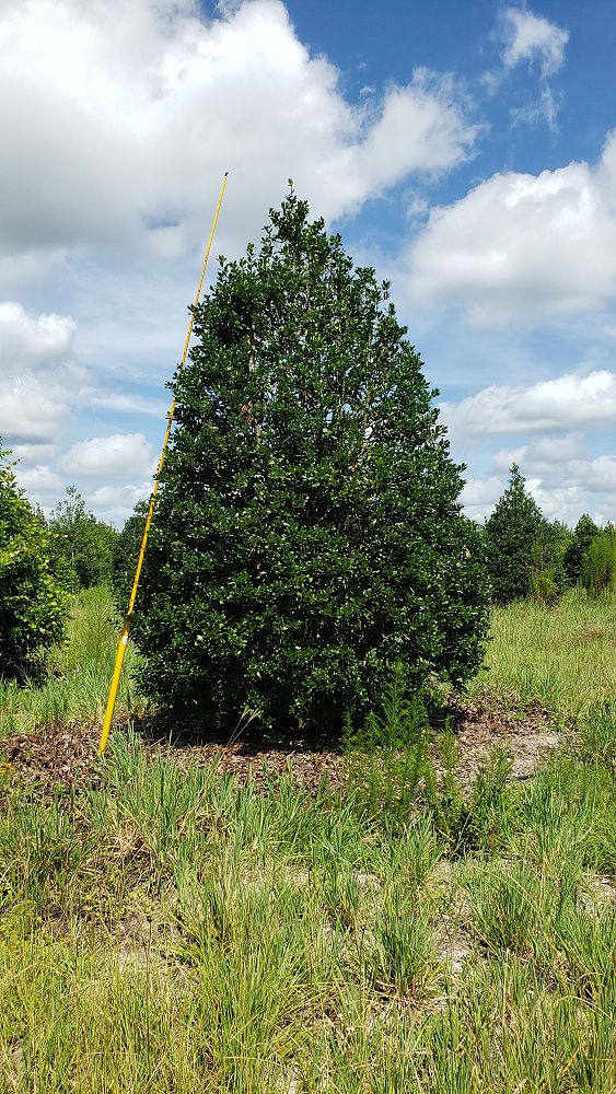ilex-nellie-r-stevens-holly