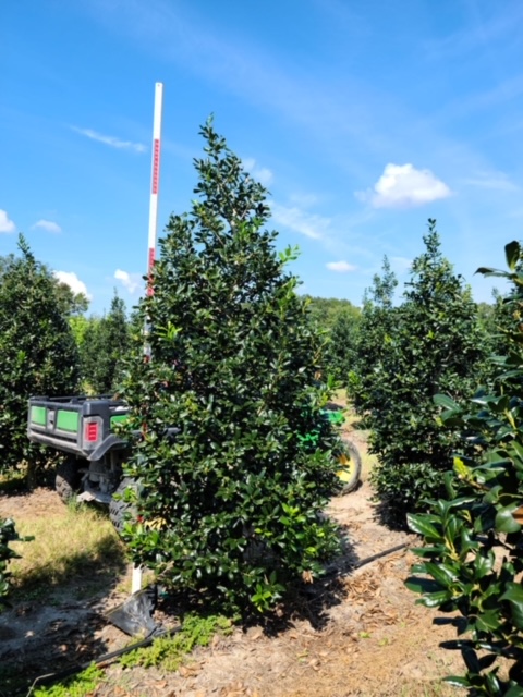 ilex-nellie-r-stevens-holly