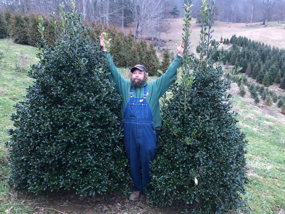 ilex-nellie-r-stevens-holly