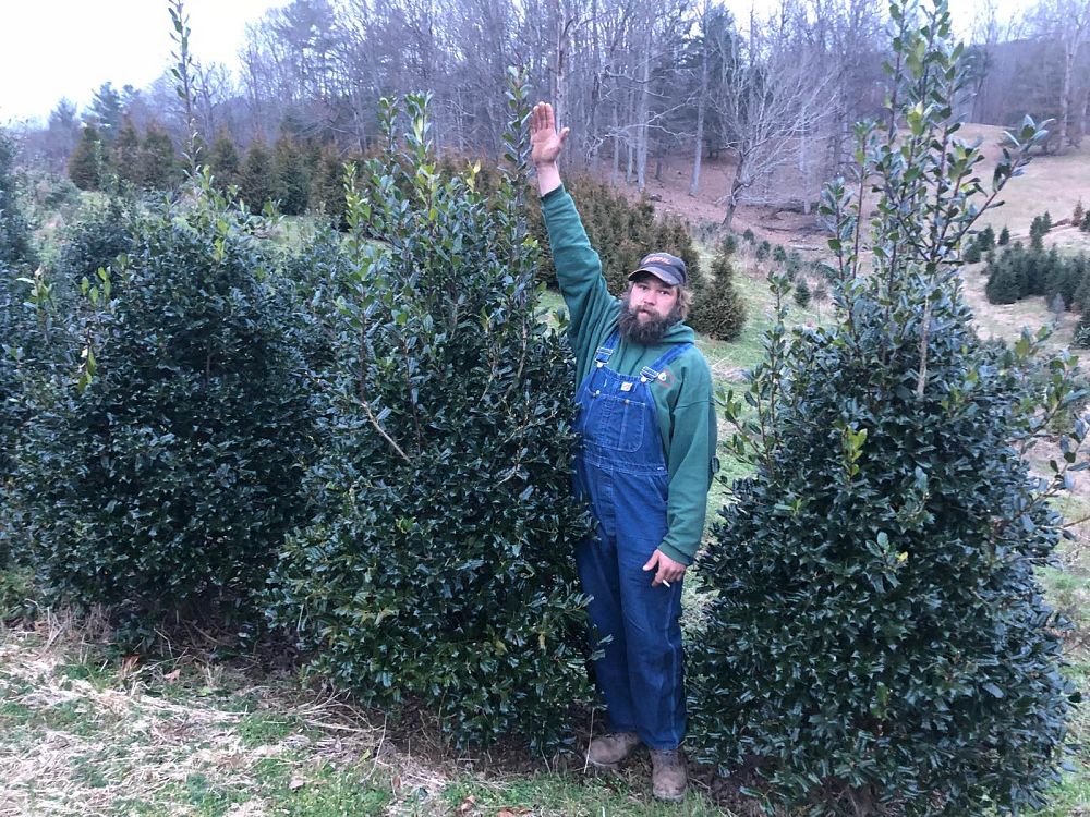 ilex-nellie-r-stevens-holly