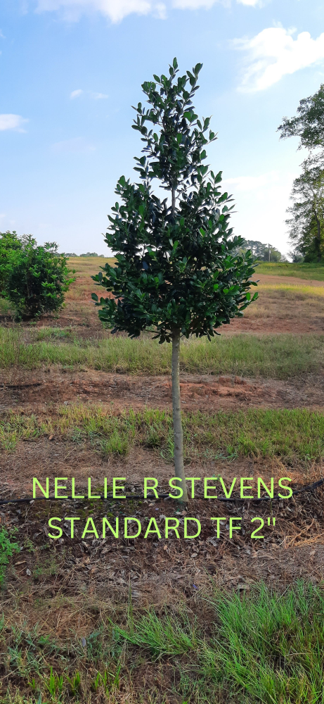ilex-nellie-r-stevens-holly