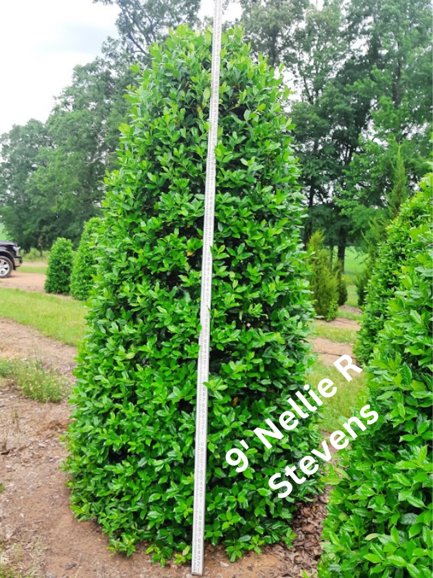 ilex-nellie-r-stevens-holly