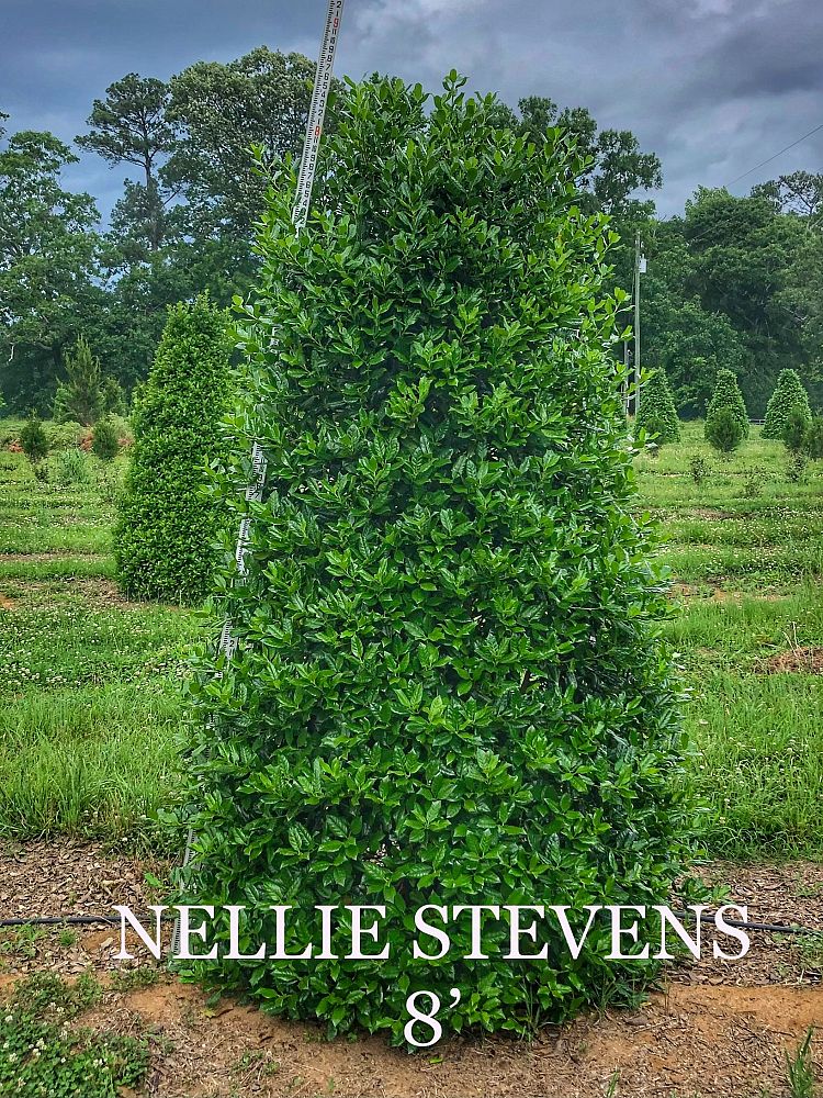ilex-nellie-r-stevens-holly