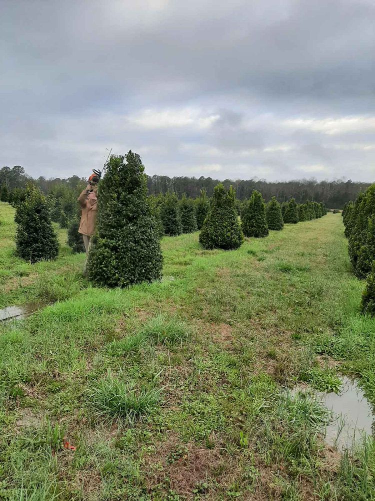 ilex-nellie-r-stevens-holly