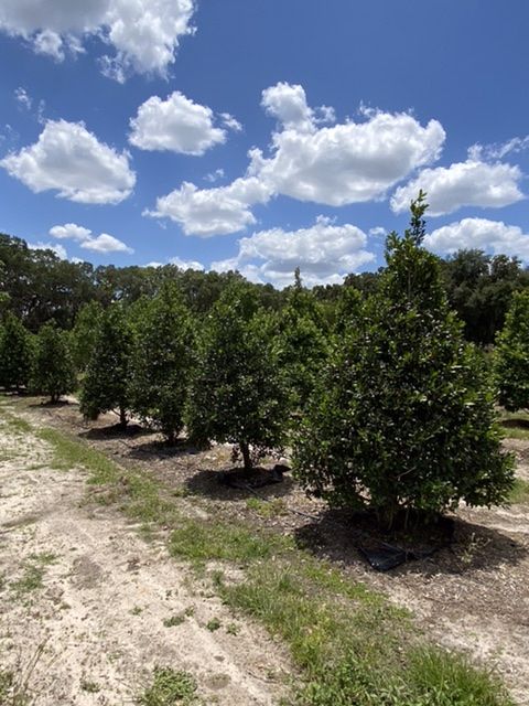 ilex-nellie-r-stevens-holly