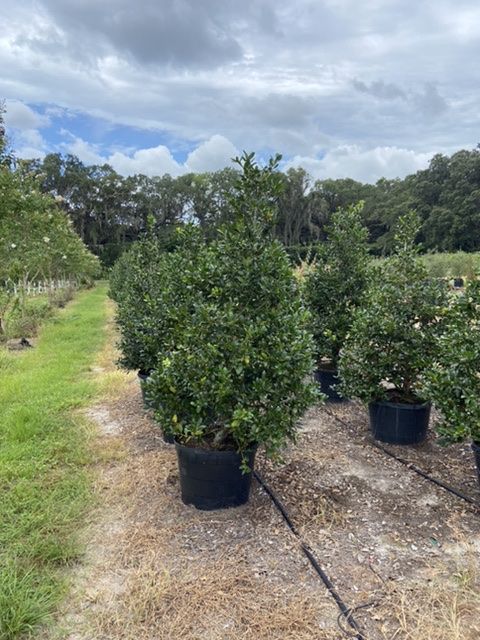 ilex-nellie-r-stevens-holly