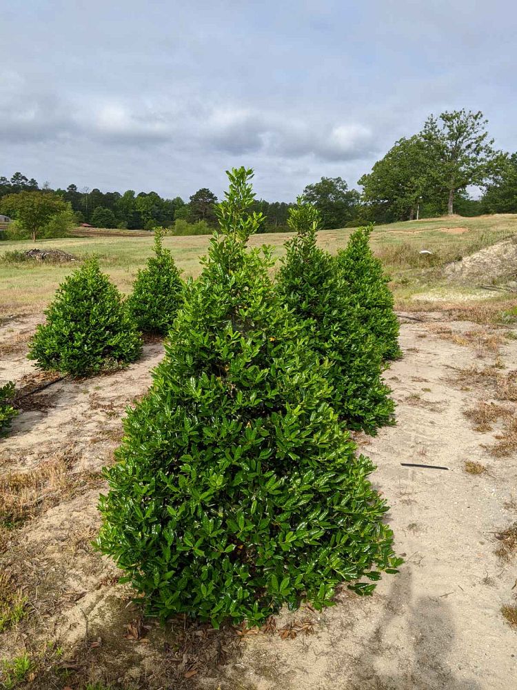 ilex-nellie-r-stevens-holly
