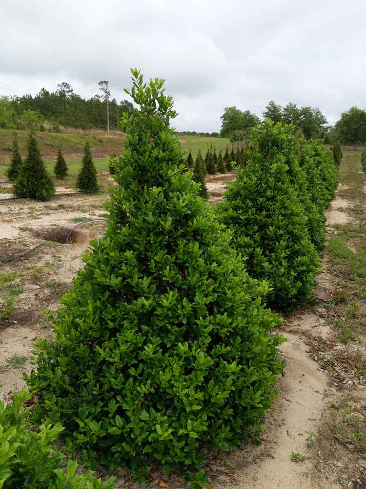 ilex-nellie-r-stevens-holly