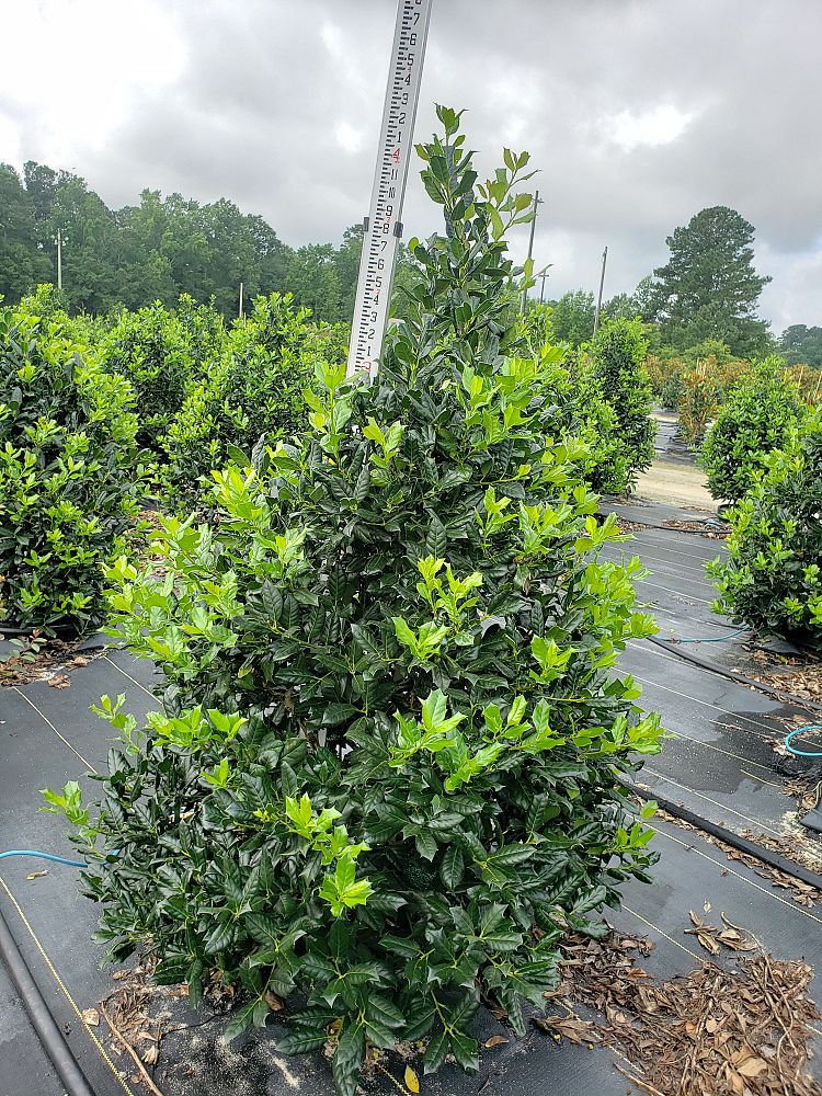 ilex-nellie-r-stevens-holly