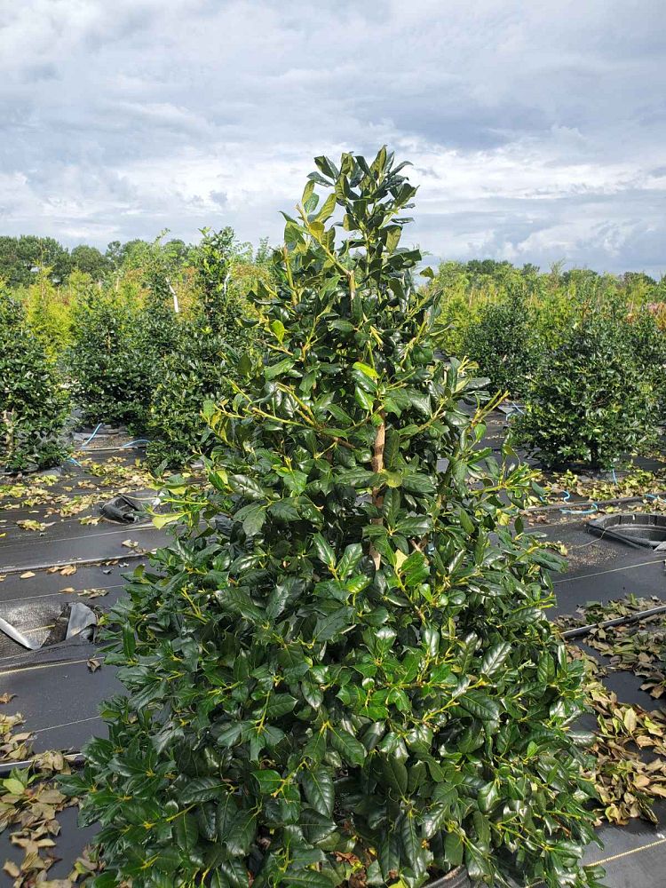 ilex-nellie-r-stevens-holly