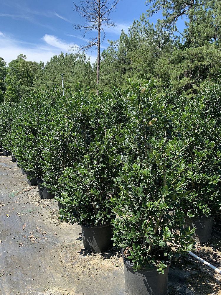 ilex-nellie-r-stevens-holly