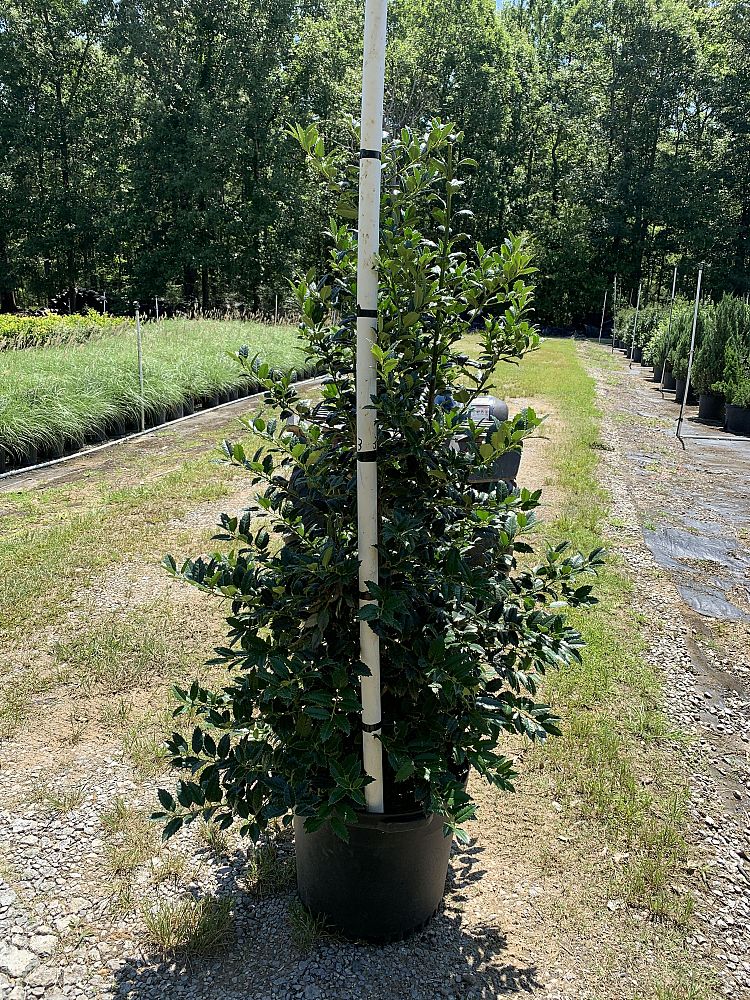 ilex-nellie-r-stevens-holly