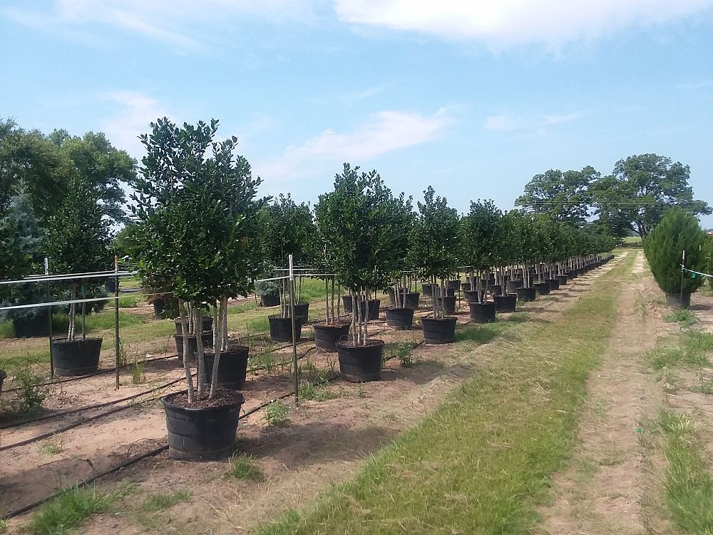 ilex-nellie-r-stevens-holly