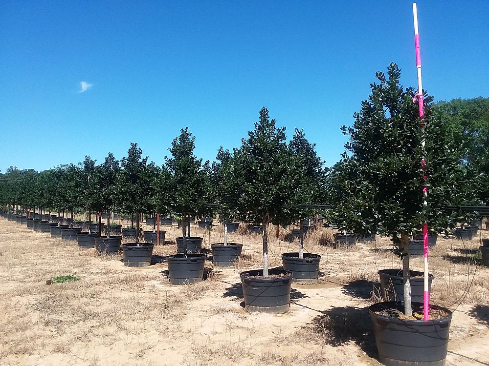 ilex-nellie-r-stevens-holly