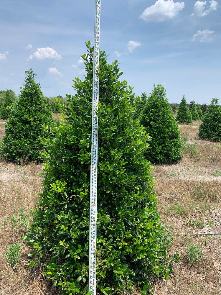 ilex-nellie-r-stevens-holly