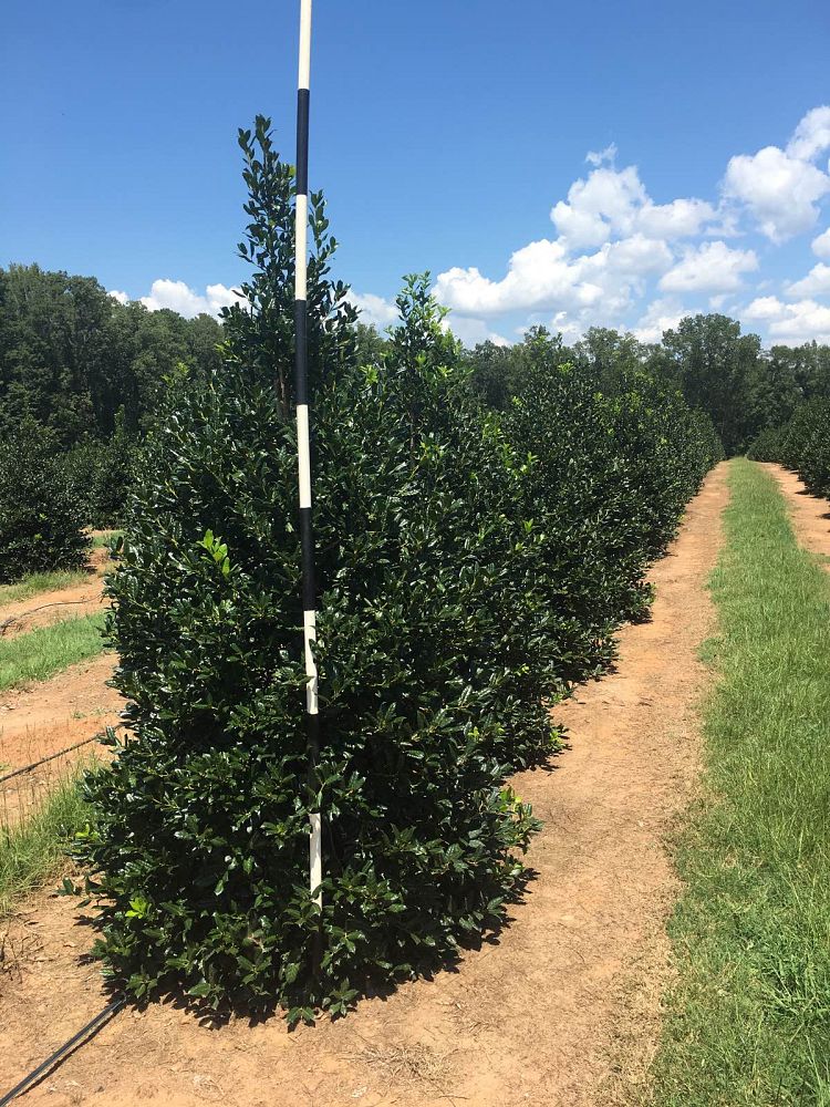 ilex-nellie-r-stevens-holly