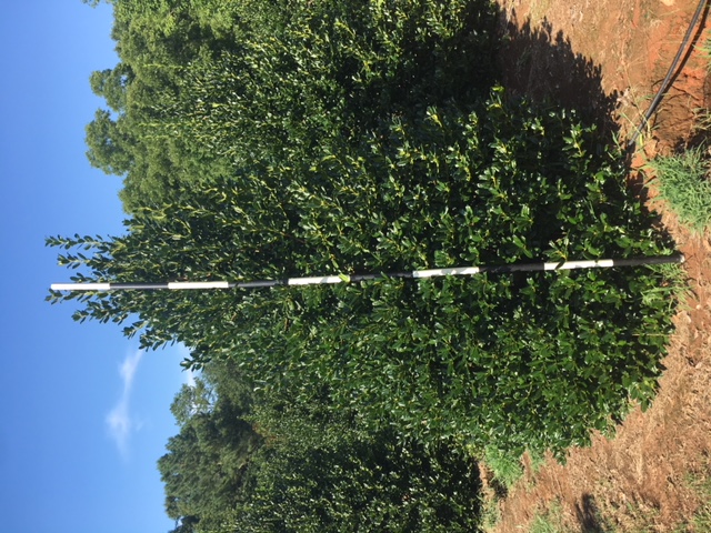 ilex-nellie-r-stevens-holly