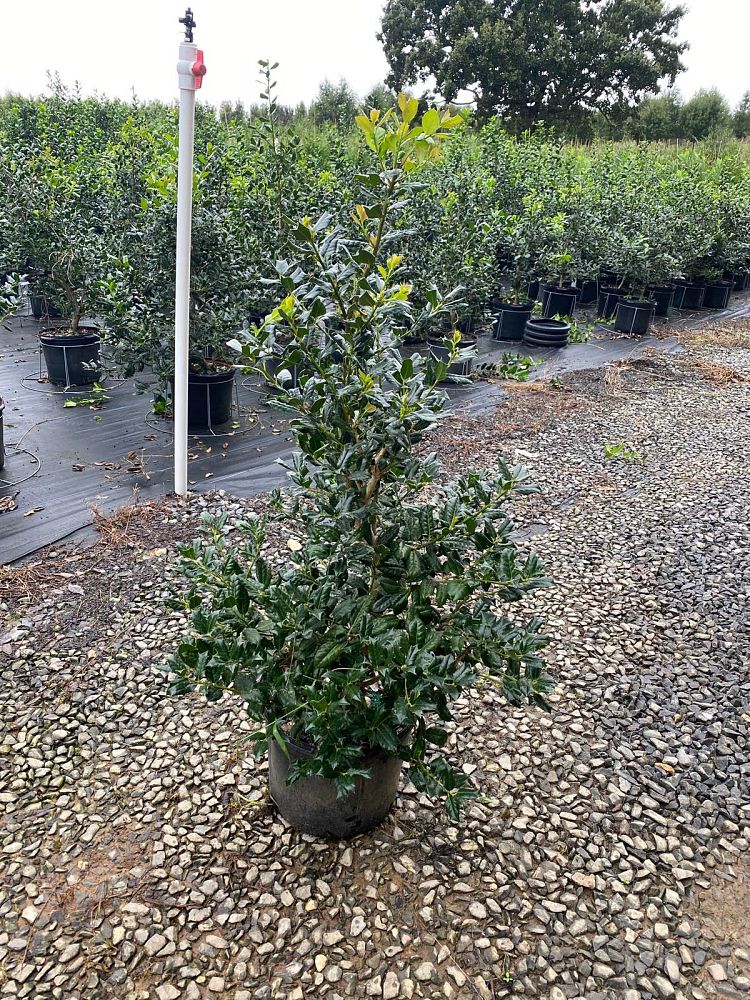 ilex-nellie-r-stevens-holly