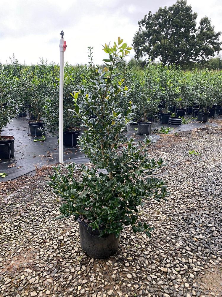 ilex-nellie-r-stevens-holly