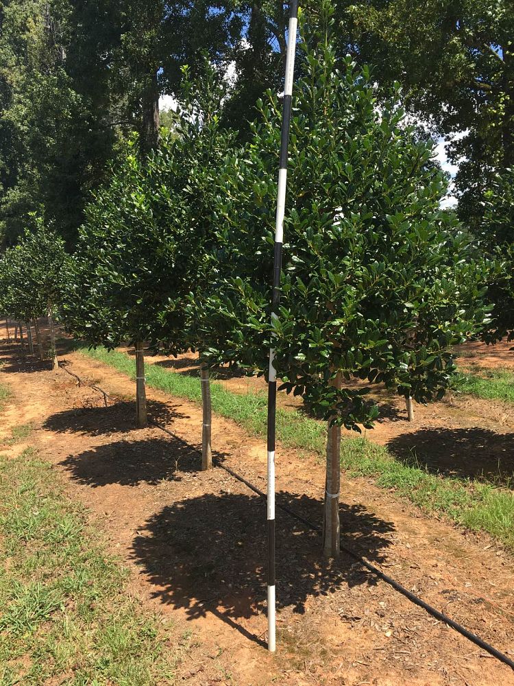 ilex-nellie-r-stevens-holly