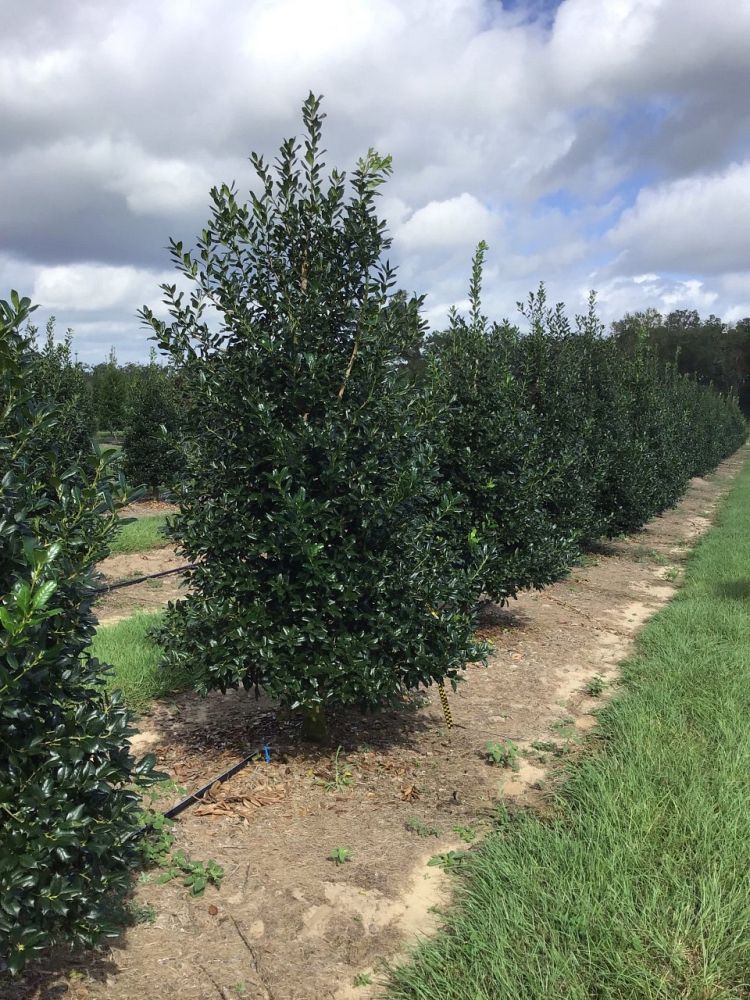 ilex-nellie-r-stevens-holly