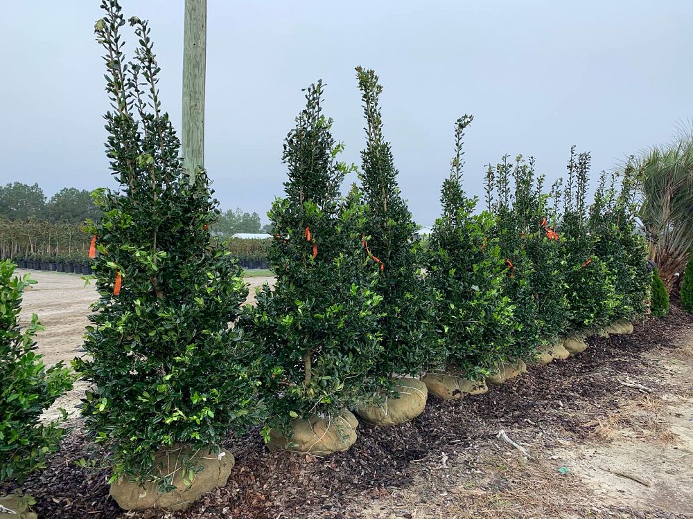 ilex-nellie-r-stevens-holly