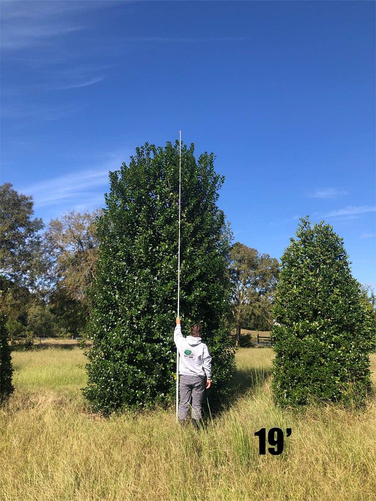 ilex-nellie-r-stevens-holly